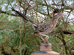 Roadrunner at Hacienda la Alegría 
