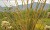 Rincon Peak with Ocotillo