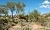 La alegria in the desert
